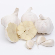 Wholesale 2021 New Fresh Garlic Supplier Normal Pure White Garlic